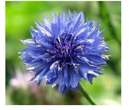 Korenbloem